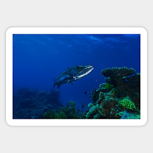 Barracuda on the Great Barrier Reef Sticker